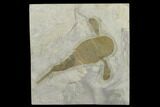 3.3" Eurypterus (Sea Scorpion) Fossil - New York - #131485-1